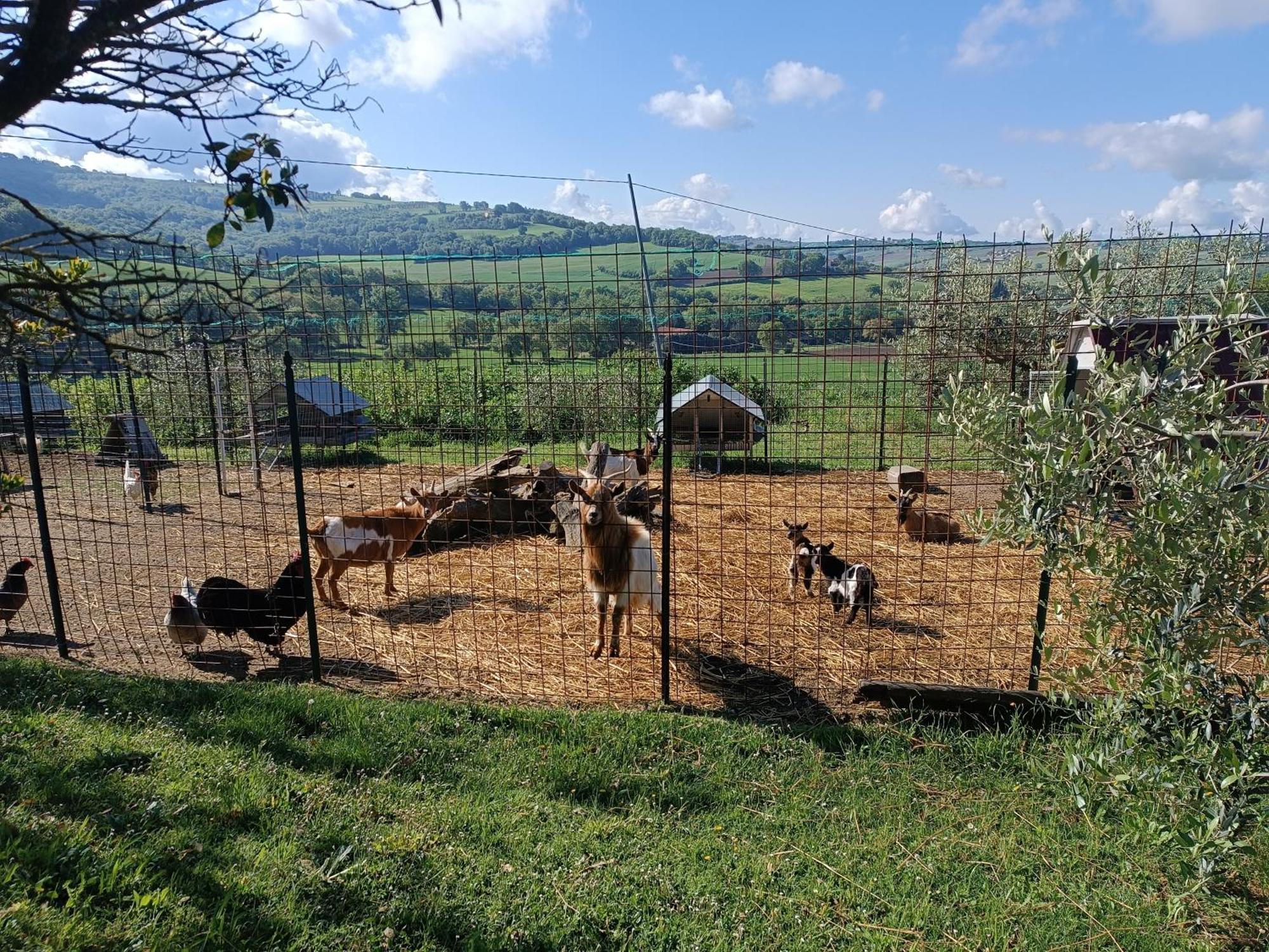 La Piccola Fattoria Villa Todi Exterior foto